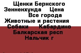 Щенки Бернского Зенненхунда  › Цена ­ 40 000 - Все города Животные и растения » Собаки   . Кабардино-Балкарская респ.,Нальчик г.